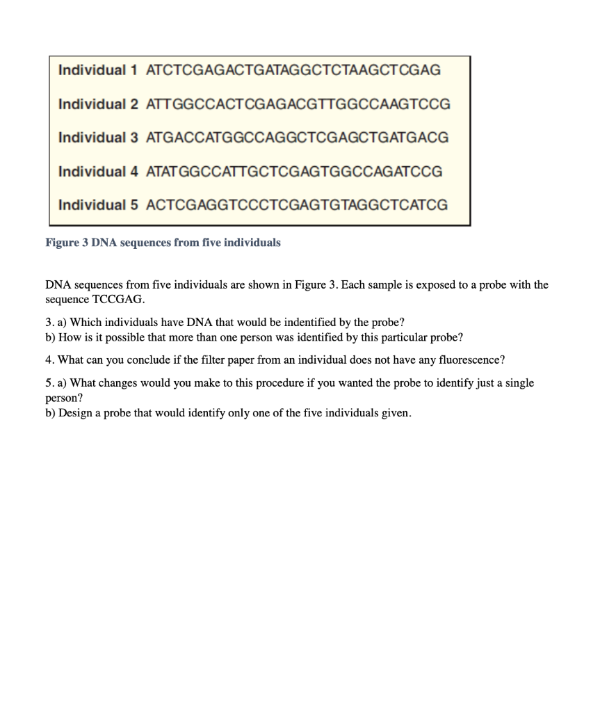 Solved Using DNA Probes A DNA probe is a short piece of | Chegg.com