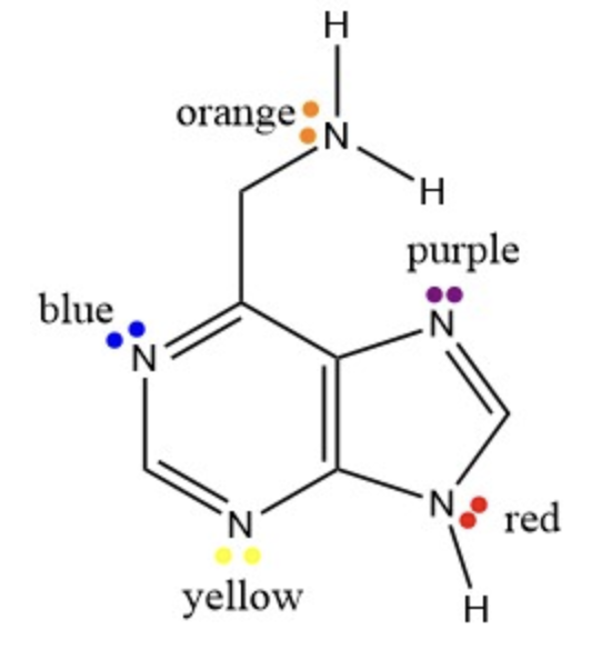 Solved Which nitrogens have “true” lone pairs?Which nitrogen
