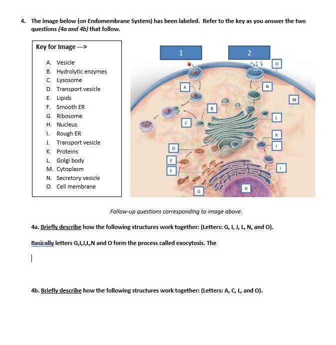 Solved 4. The image below (on Endomembrane System) has been