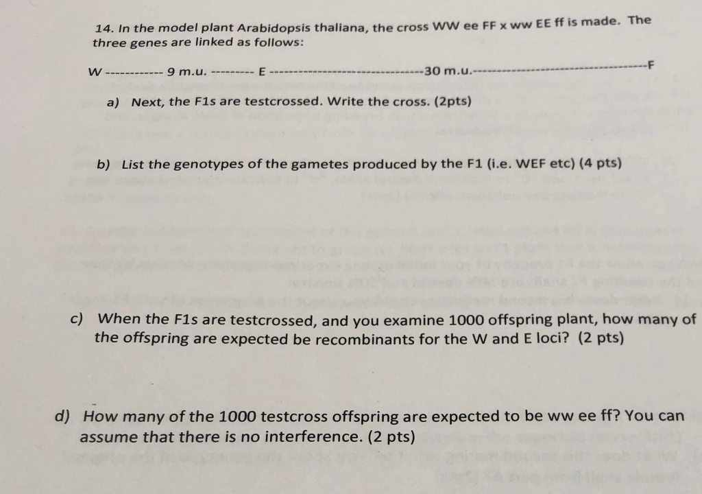 14 In The Model Plant Arabidopsis Thaliana The Chegg Com