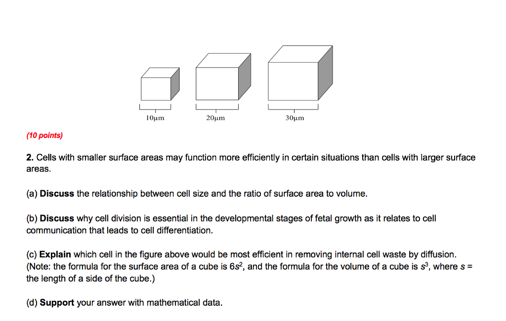 Solved 10um 20um (10 points) 2. Cells with smaller surface