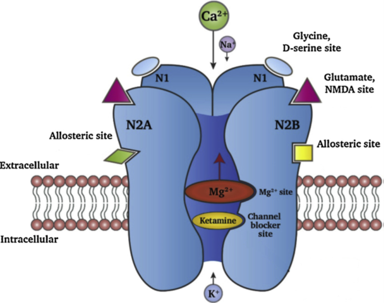 The NMDA receptor is a ligand-gated ionophore for | Chegg.com