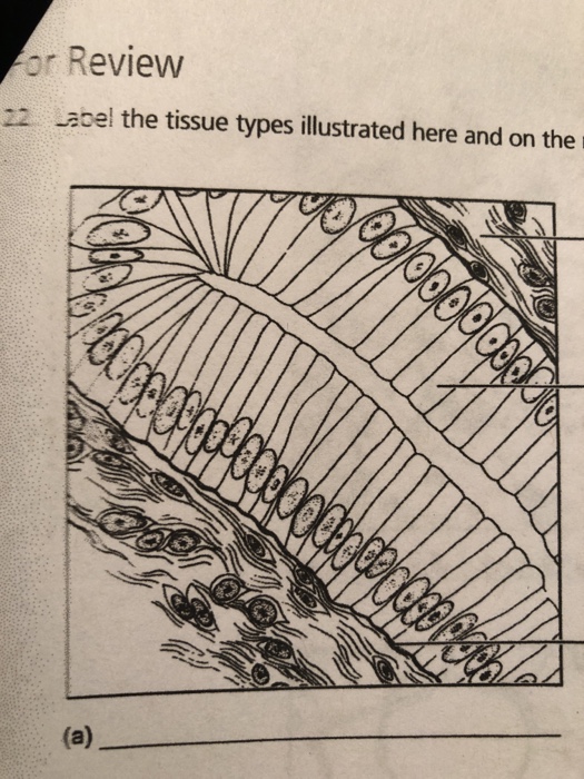 Solved or Review 22 Label the tissue types illustrated here | Chegg.com