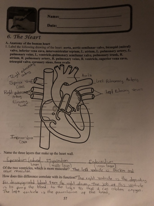 Solved Name: Date: 6. The Heart A. Anatomy of the human | Chegg.com