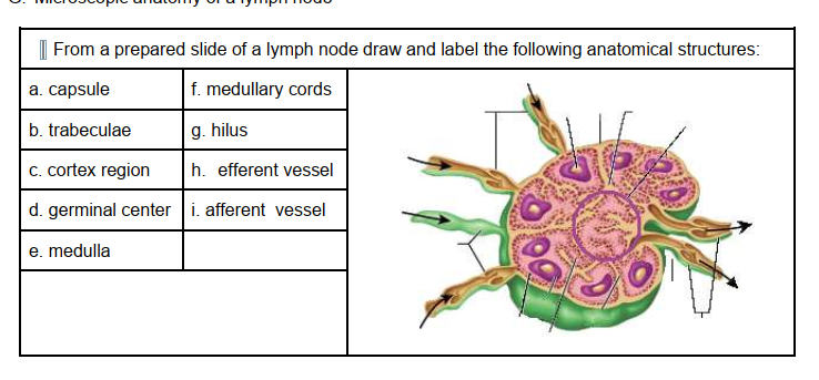 Solved | From a prepared slide of a lymph node draw and | Chegg.com