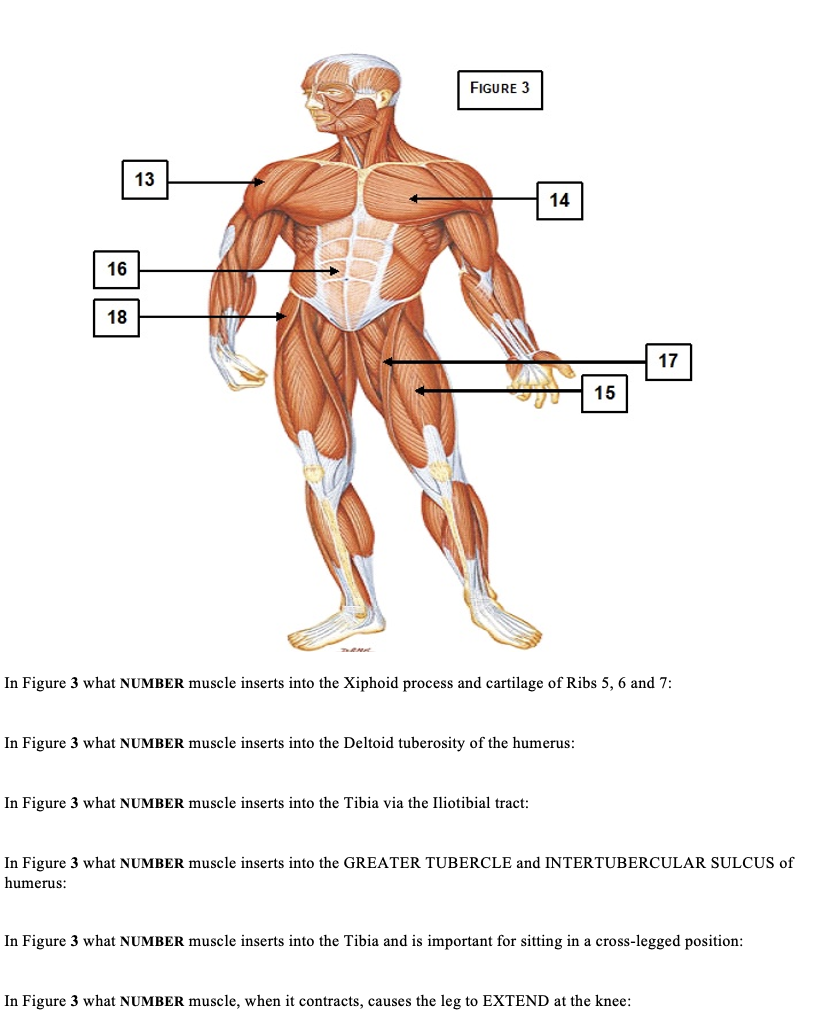 Solved FIGURE 3 13 14 16 18 17 15 In Figure 3 what NUMBER | Chegg.com