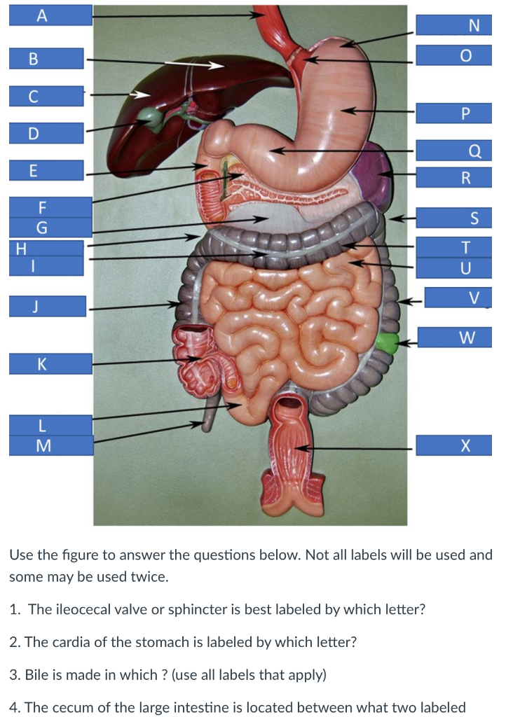 ileocecal valve model