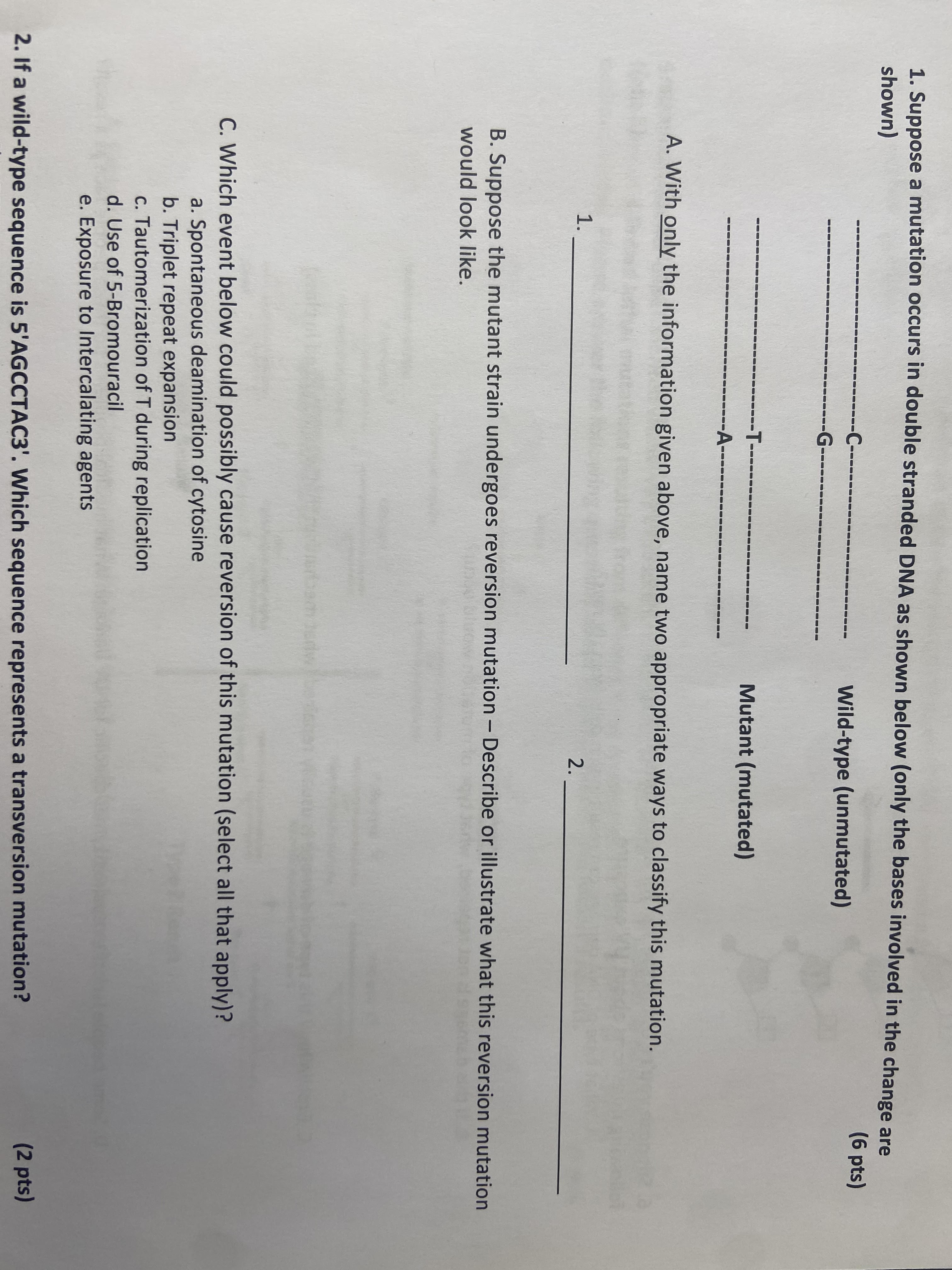 Solved Suppose A Mutation Occurs In Double Stranded Dna Chegg Com