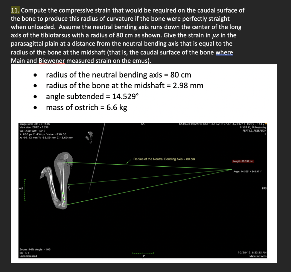 Plain Bone Shear