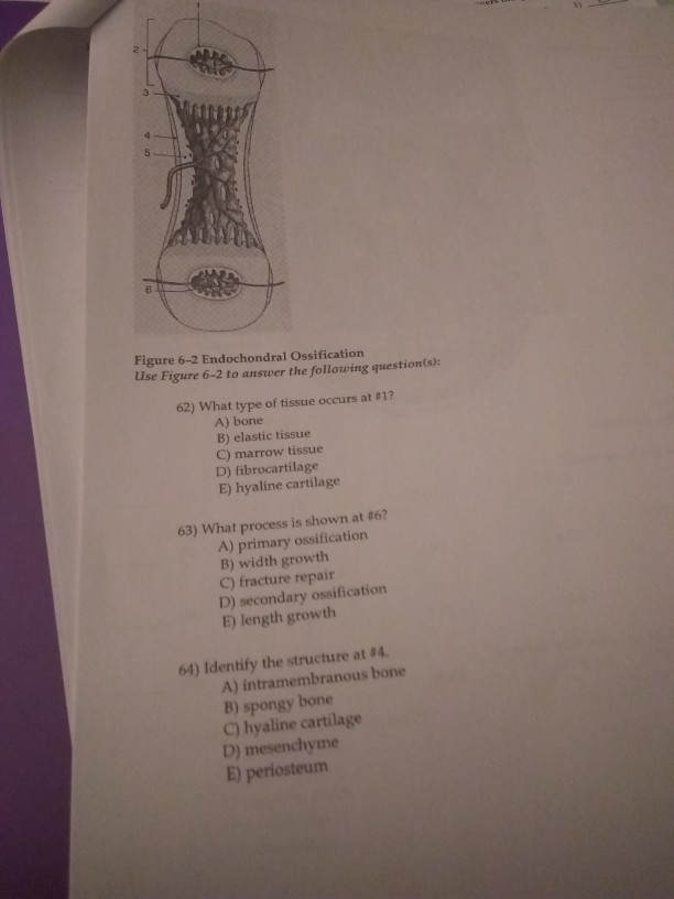 Solved Vh Figure 6 2 Endochondral Ossification Use Figure