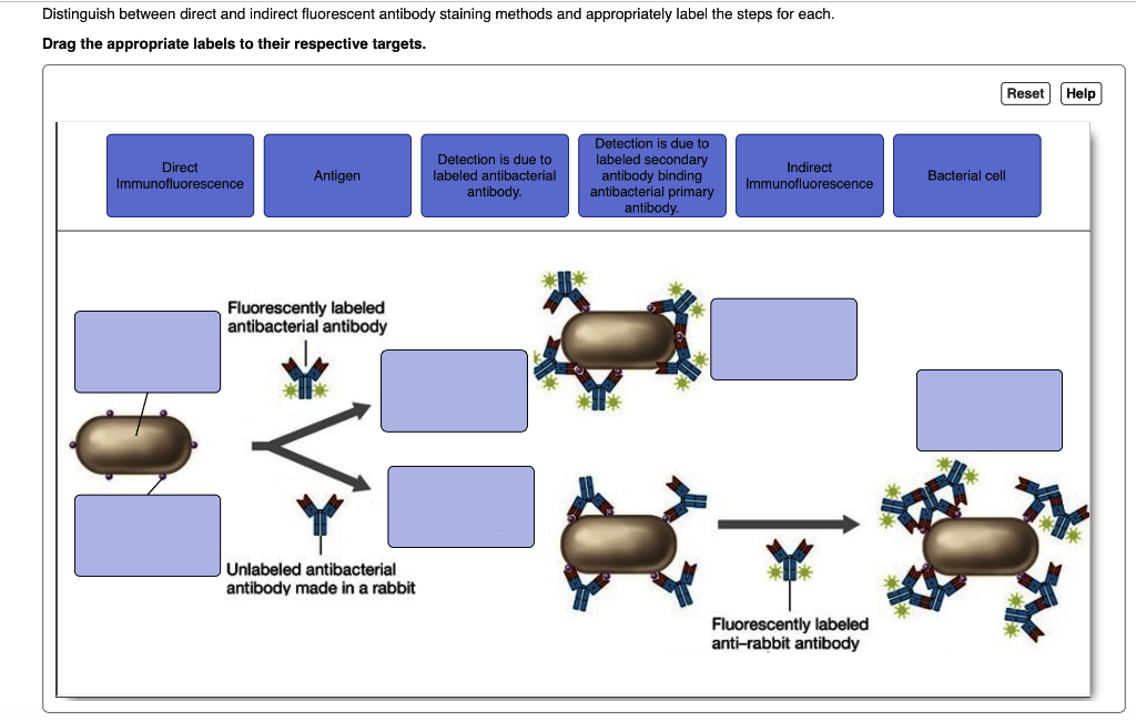 Solved Distinguish between direct and indirect fluorescent | Chegg.com