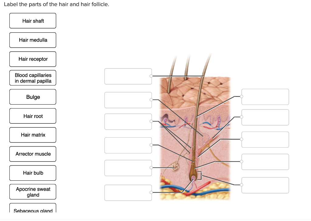 Solved Label the parts of the hair and hair follicle. Hair 