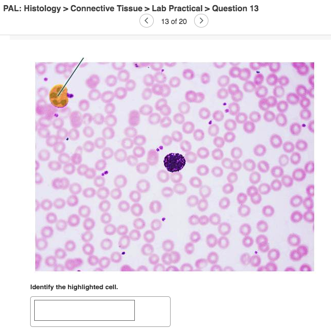 Solved PAL Histology Connective Tissue Lab Practical Chegg