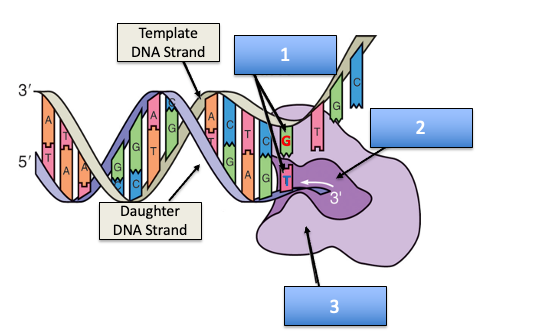 Solved This figure shows an enzyme ‘proofreading’ replicated | Chegg.com
