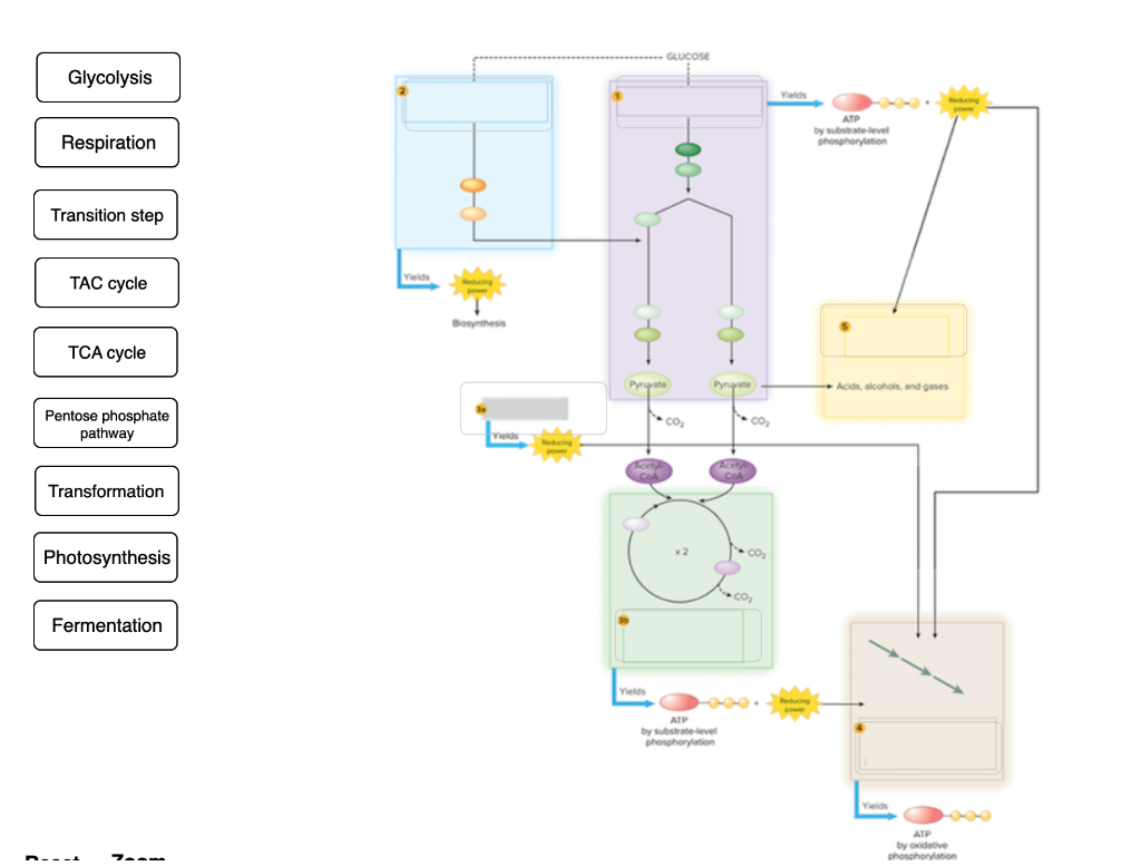 What Are The 3 Central Metabolic Pathways