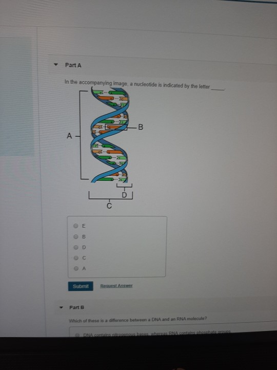 solved-part-a-in-the-accompanying-image-a-nucleotide-is-chegg