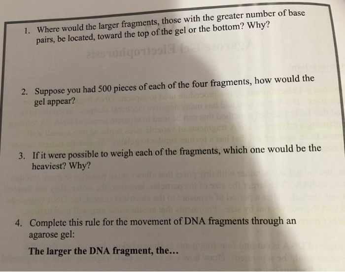 Solved If a piece of DNA is cut into four fragments as shown | Chegg.com