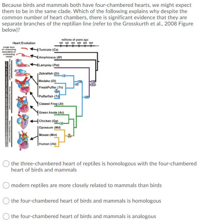 Solved Because birds and mammals both have four-chambered 