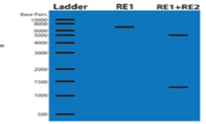 Solved PREPARE A RESTRICTION ENZYME MAP OF PLASMID CUT WITH | Chegg.com