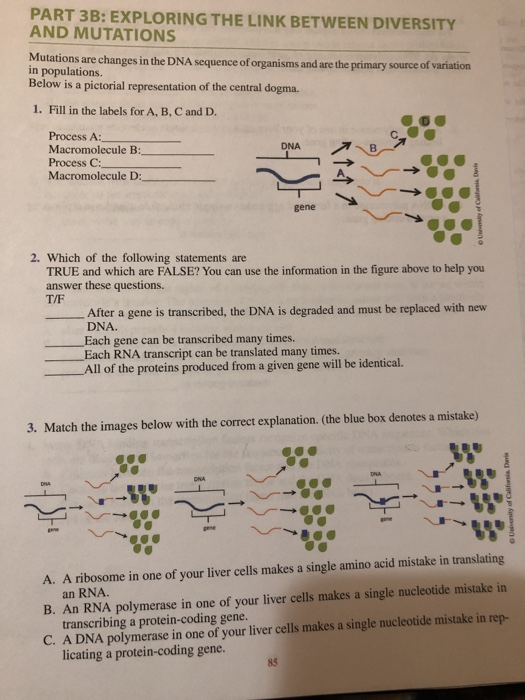 mutations-pogil-key-for-each-of-the-mutations-a-d-in-model-2-circle