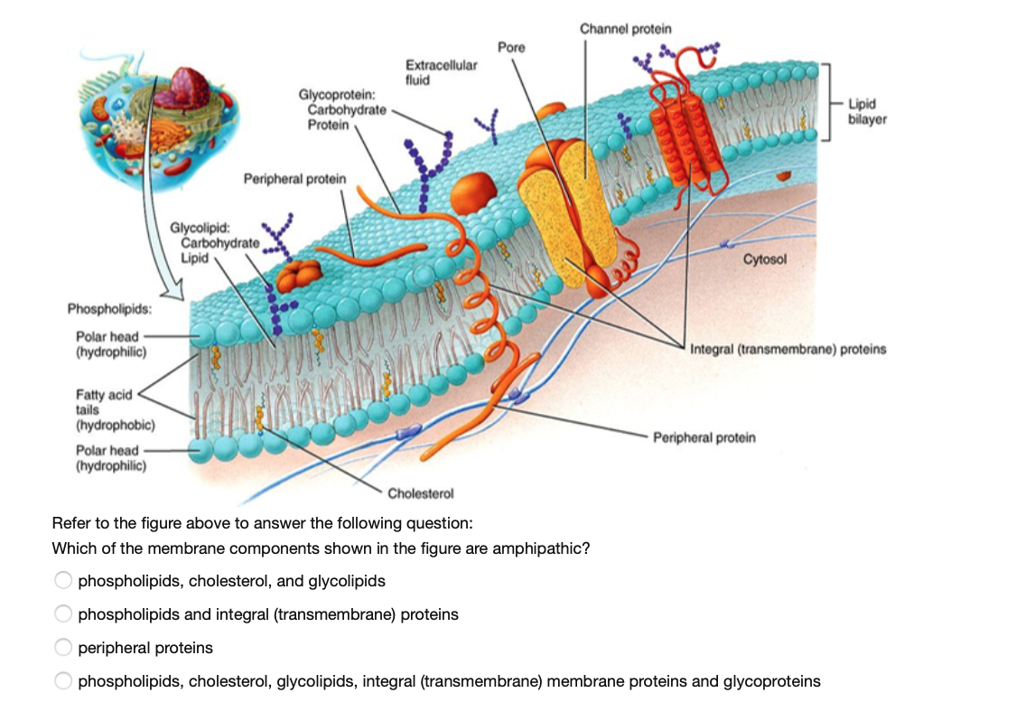 Solved Channel protein Pore Extracellular fluid | Chegg.com