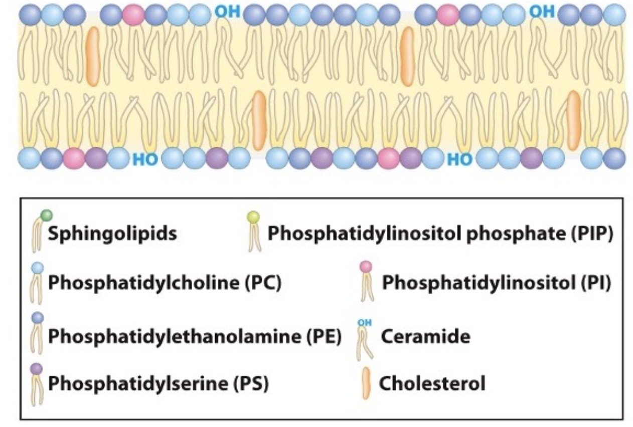 phosphatidylcholine membrane