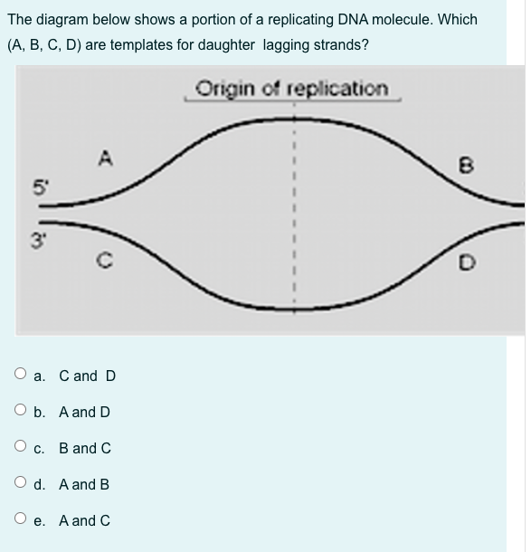 Solved The diagram below shows a portion of a replicating | Chegg.com