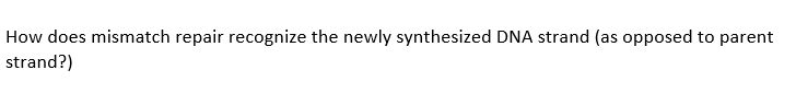 Solved How does mismatch repair recognize the newly | Chegg.com