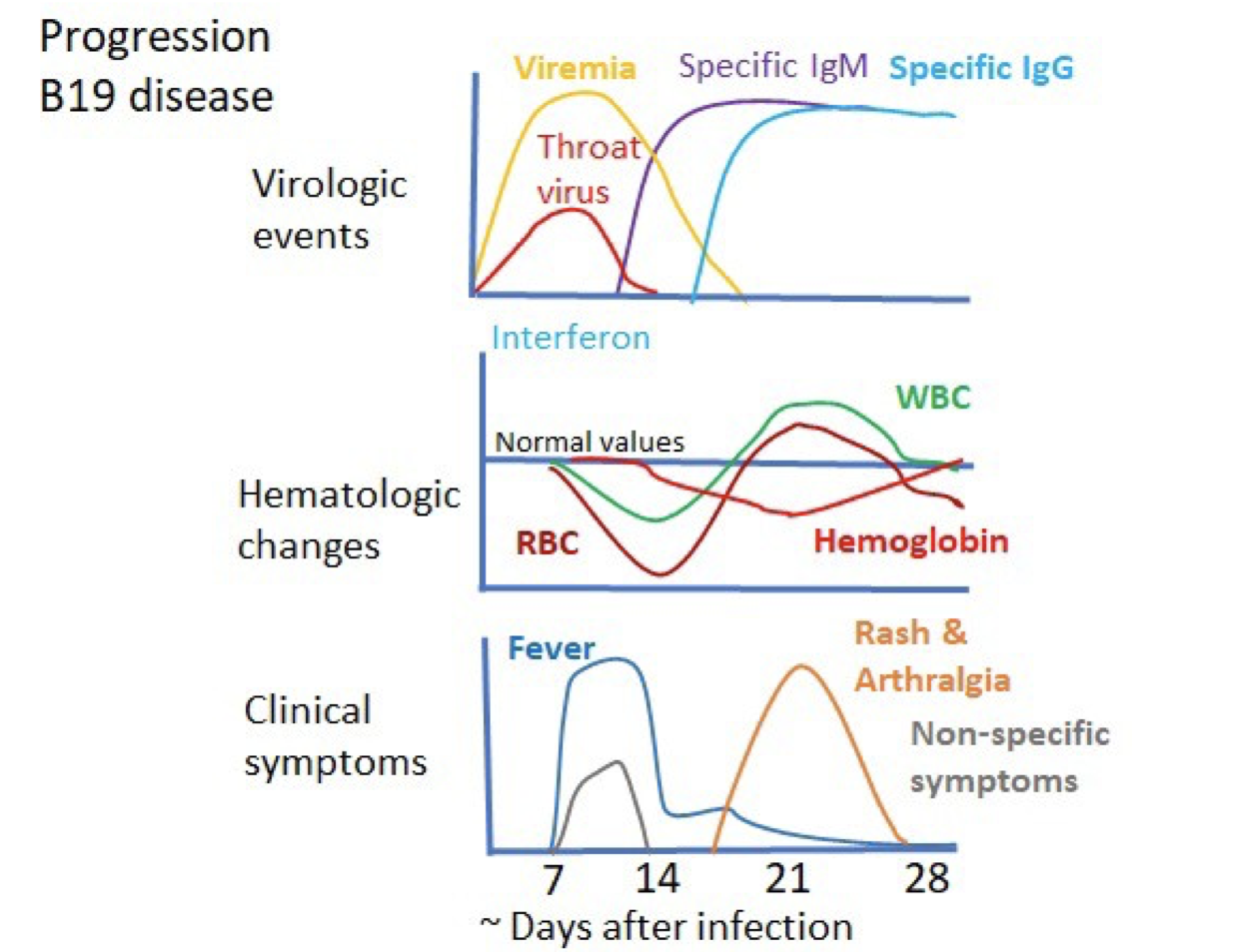 LABEL THE PEAK OF THE INNATE IMMUNE SYSTEM SEEN IN | Chegg.com