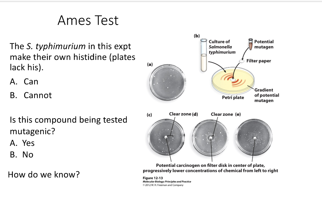 Solved Ames Test (b) Culture of Salmonella typhimurium