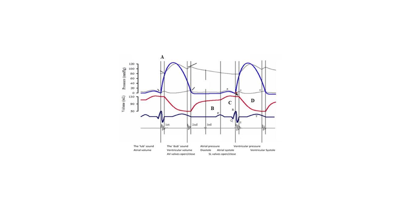 Solved Using the cardiac cycle diagram below, answer | Chegg.com