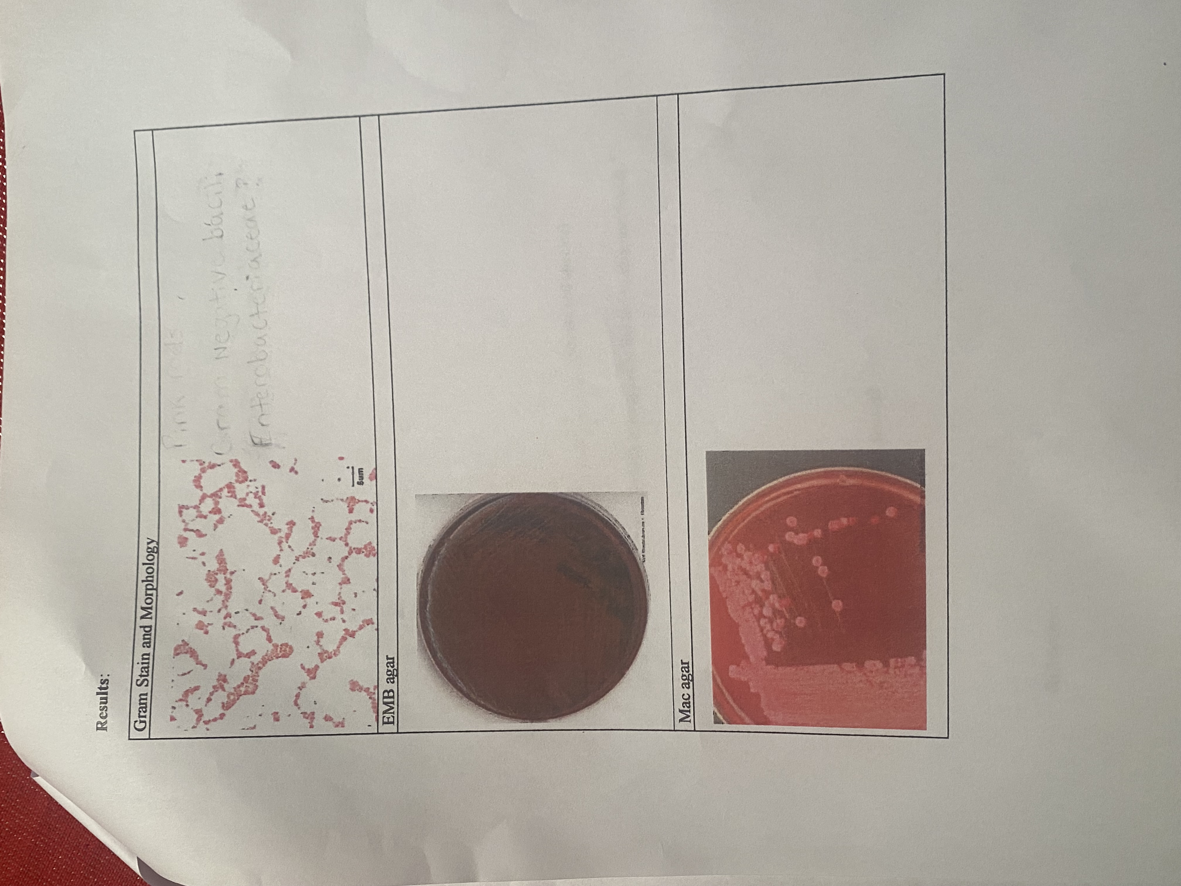 Solved your group received an unknown aerobic gram negative | Chegg.com