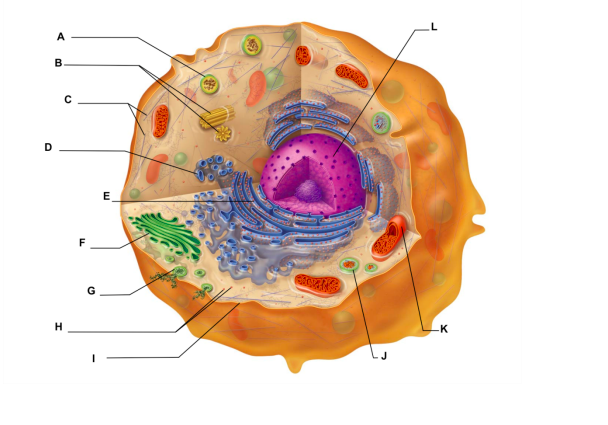 Solved 1. Identify the structures in the diagram A-L (0.5 pt | Chegg.com