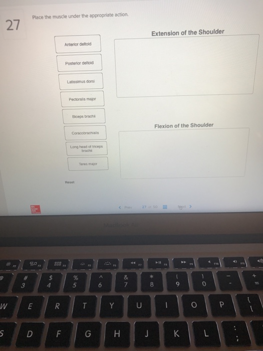 Solved Place the muscle under the appropriate action. 27