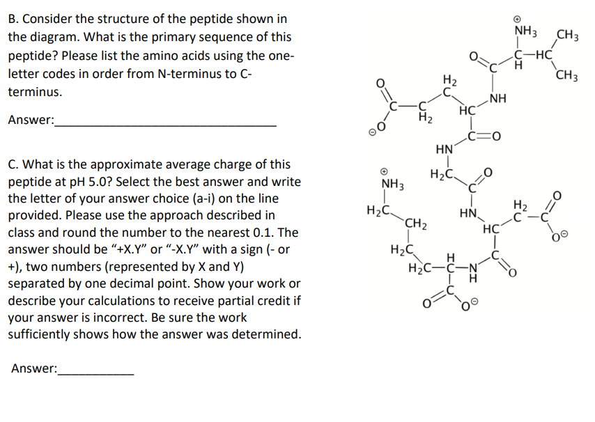 Solved B. Consider The Structure Of The Peptide Shown In The | Chegg.com