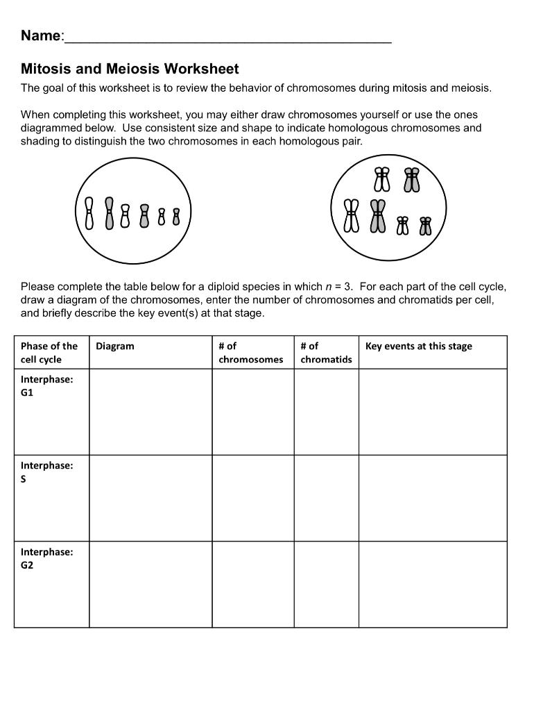 meiosis vs mitosis worksheet