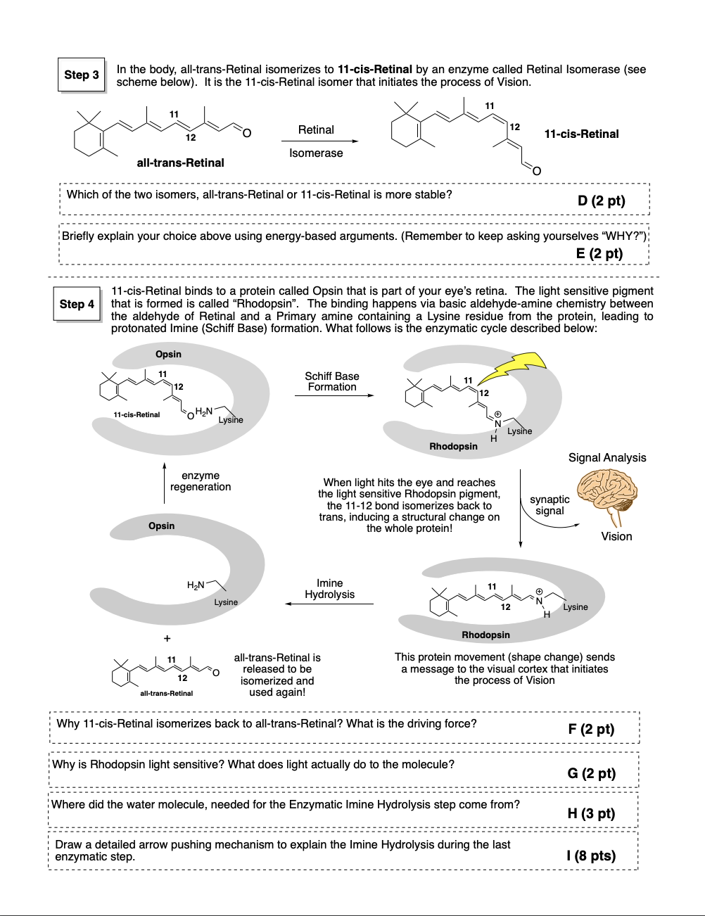 Solved Step 3 In The Body All Trans Retinal Isomerizes To 5445