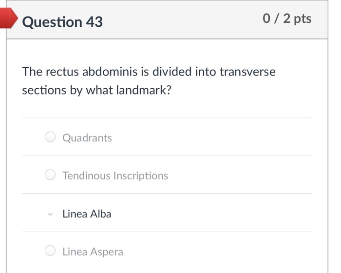 Solved Question 43 0/2 pts The rectus abdominis is divided | Chegg.com