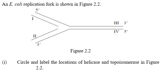 Solved An E. coli replication fork is shown in Figure 2.2. I | Chegg.com