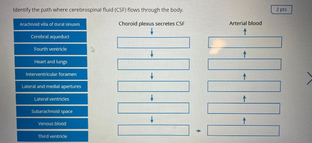 cerebrospinal fluid pathway