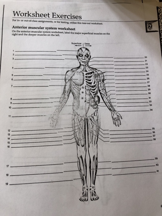 35 Label Muscular System - Labels For Your Ideas