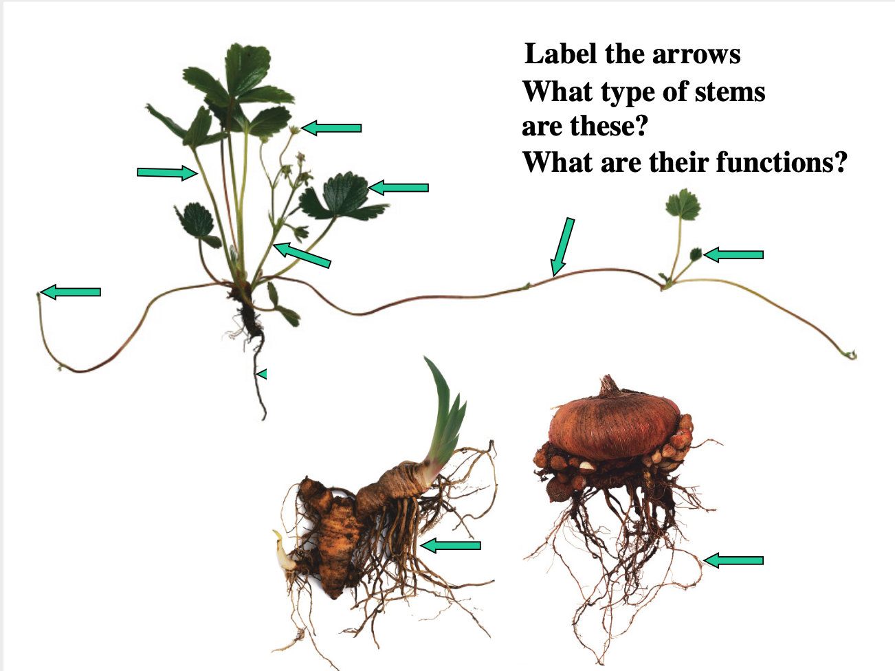 Solved Label the arrows What type of stems are these? What | Chegg.com