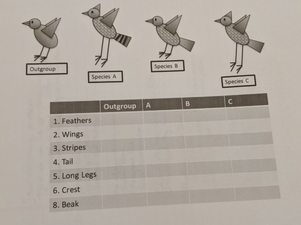 Solved Outgroup Species B Species A Species C B C Outgroup A | Chegg.com