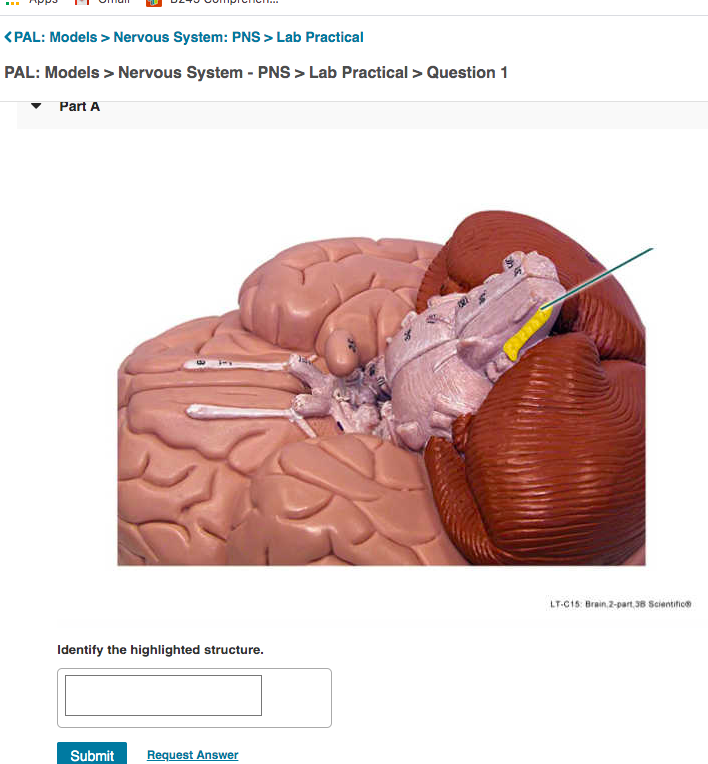 Solved PAL: Models > Nervous System   PNS > Lab Practical > | Cheggcom