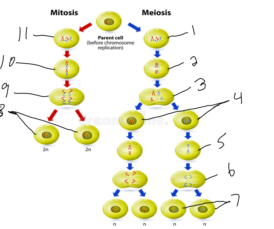 Solved Mitosis Meiosis Parent cell (before chromosome | Chegg.com