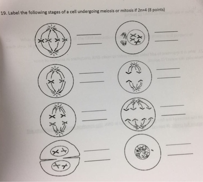 Solved Label the following stages of a cell undergoing | Chegg.com