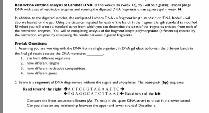 Gel Electrophoresis Worksheet Answers