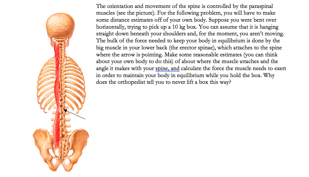 Lumbar Paraspinal Muscles Anatomy