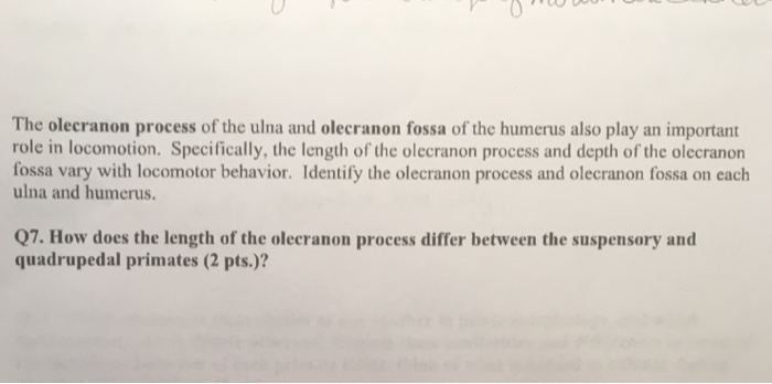 Solved The Olecranon Process Of The Ulna And Olecranon Fossa 