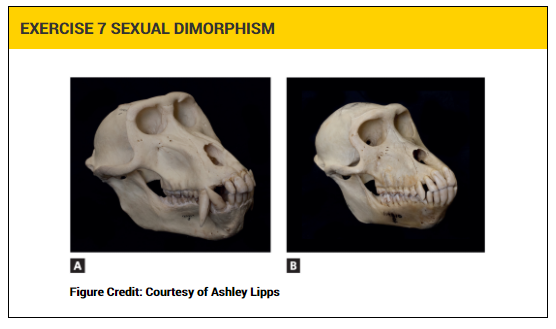 Solved Examine The Mystery Primate Crania In The Photos In | Chegg.com